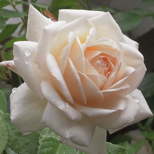 Vendita, rose rose nostalgiche - bianco - Rosa Martine Guillot™ - rosa intensamente profumata - Dominique Massad - ,-